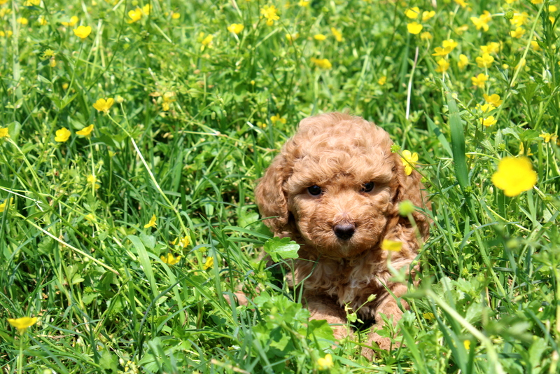 puppy, for, sale, Mini Poodle, Matthew B. Stoltzfus, dog, breeder, Gap, PA, dog-breeder, puppy-for-sale, forsale, nearby, find, puppyfind, locator, puppylocator, aca